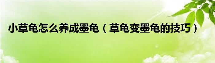 小草龟怎么养成墨龟（草龟变墨龟的技巧）