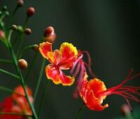 深圳有什么好玩的地方